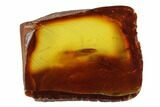 Detailed Fossil Nose Beetle (Curculionidae) In Baltic Amber - Rare! #90849-1